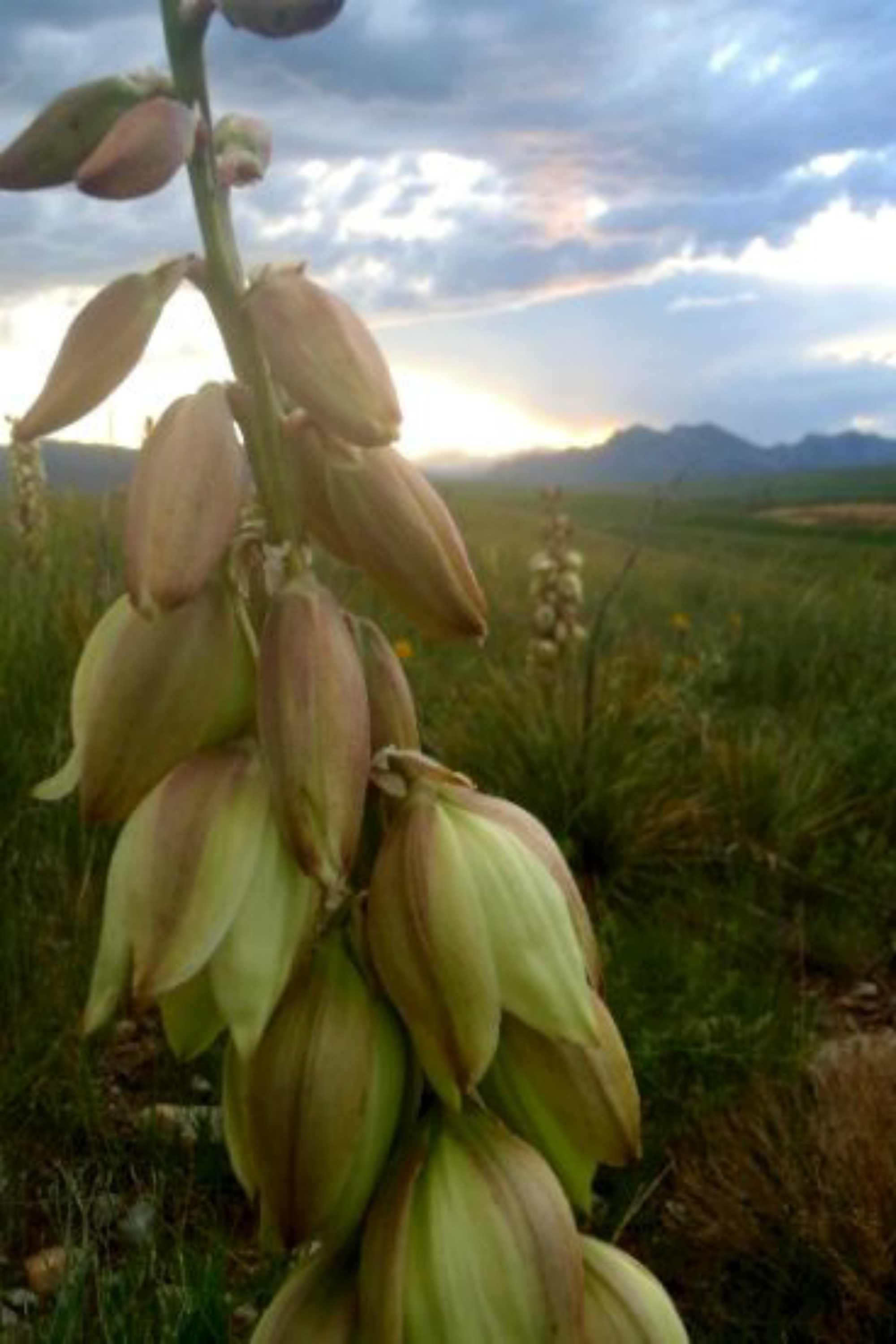 Yucca flowers. Credit: Copyright 2016 Wendy Petty